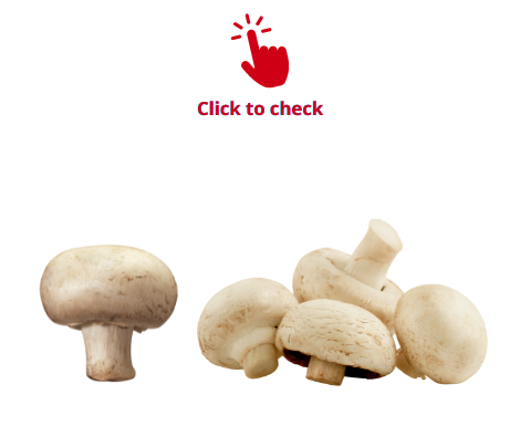 mushroom-mushrooms-vocabulary-exercise