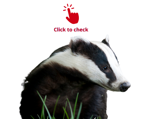badger-vocabulary-exercise