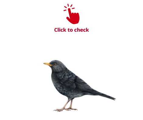 blackbird-vocabulary-exercise