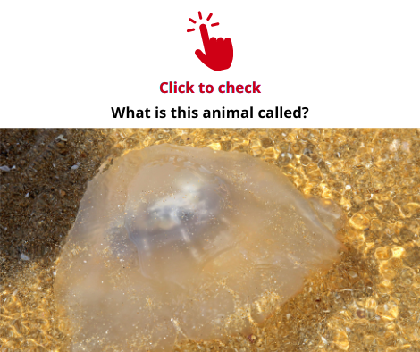 jellyfish-vocabulary-exercise