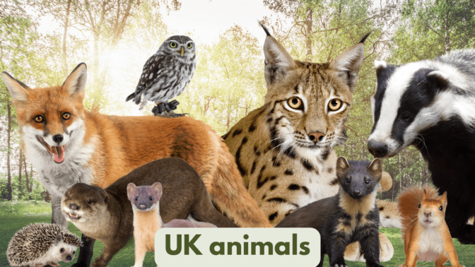 UK Native Animals