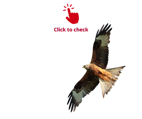 red-kite-vocabulary-exercise