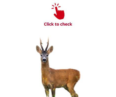 roe-deer-vocabulary-exercise