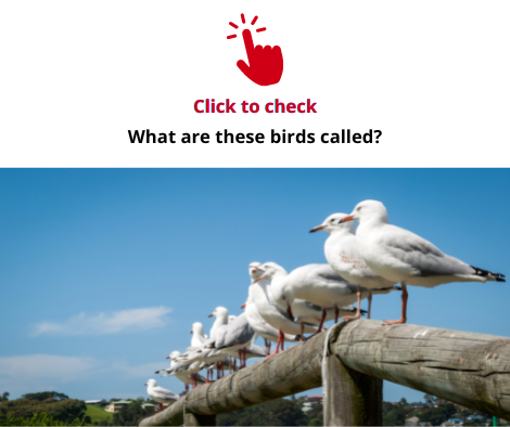 seagulls-vocabulary-exercise