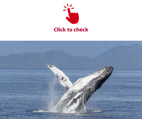 whale-vocabulary-exercise